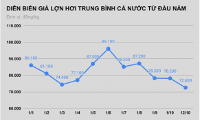 Giá thịt lợn đã giảm sâu nhất trong vòng một năm qua
