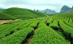 Nhờ thuế giảm về 0%, Việt Nam có nhiều cơ hội xuất khẩu chè sang Ba Lan