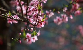 Sơn La thực hiện truy xuất nguồn gốc cây đào dịp Tết Nguyên đán 2021