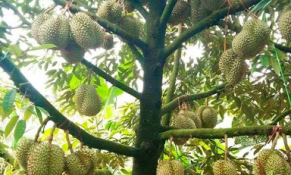 Tiền Giang: Giá sầu riêng đột ngột tăng cao chưa từng có
