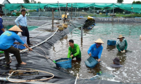 Kiên Giang: Phát triển nuôi tôm nước lợ theo hướng an toàn