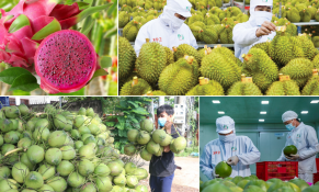 Xuất khẩu rau quả phá kỷ lục nhờ tư duy thích ứng