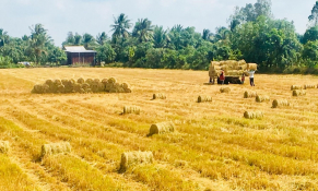 Từ sợi rơm vàng đến khát vọng xanh