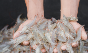 Ấn Độ đẩy mạnh xuất khẩu tôm chế biến giữa áp lực thuế quan từ Mỹ