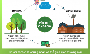 Đầu tư phát triển tín chỉ carbon rừng