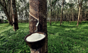 Thanh khoản mỏng, giá cao su đi ngang trong kỳ nghỉ Giáng sinh