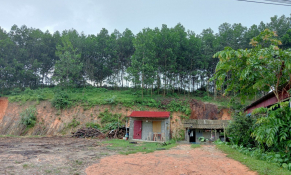 Thường Xuân (Thanh Hóa): Quyết liệt xử lý nghiêm các cơ sở thu mua, chế biến gỗ rừng trồng tự phát vi phạm trên đất nông nghiệp