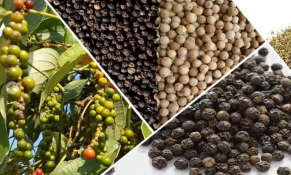 Giá tiêu hôm nay 15/2/2023: Tăng mạnh thêm 1.000 đ/kg