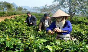 Bảo hiểm nông nghiệp cần được phát huy hiệu quả và sớm đi vào thực tiễn 