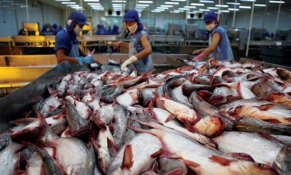 Hoa Kỳ giữ nguyên mức thuế chống bán phá giá với cá tra, cá basa Việt Nam