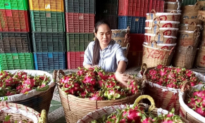 Thành lập HTX để đón đầu xuất khẩu thanh long khi thị trường Trung Quốc mở cửa