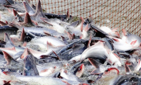 Quý 2/2022: Sản lượng thủy sản nuôi trồng trong nước tăng, trong khi sản lượng khai thác giảm