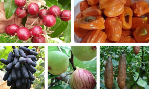 Định hướng phát triển 14 loại cây ăn quả chủ lực đến năm 2030