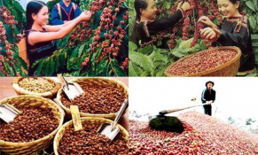 Định vị mục tiêu cà phê Việt Nam chất lượng, bền vững và đặc sản