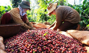 Thị trường cà phê đầu năm 2025: Robusta giảm, Arabica tăng mạnh