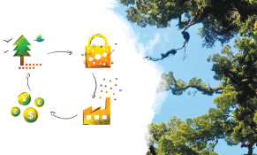 Cánh cửa lớn cho thị trường tín chỉ Carbon