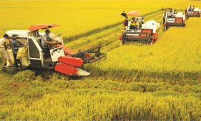 Hậu Giang: Hỗ trợ đưa hộ sản xuất nông nghiệp lên sàn thương mại điện tử