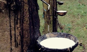 Căng thẳng thương mại toàn cầu kéo giá cao su chạm đáy