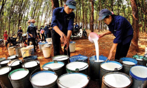 Những biến động trái chiều của thị trường cao su toàn cầu
