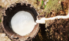 Thị trường cao su nửa đầu năm 2025: Biến động cung – cầu và những lực kéo trái chiều