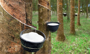 Thị trường cao su trong pha điều chỉnh, doanh nghiệp đứng trước phép thử về chiến lược và sức bền