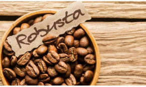 Giá cà phê bước vào nhịp điều chỉnh mạnh