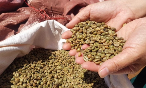 Cà phê Việt Nam xuất khẩu đạt kỷ lục với kim ngạch 5,43 tỷ USD