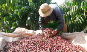Nâng cao chất lượng, phát triển bền vững cà phê đặc sản Đắk Nông
