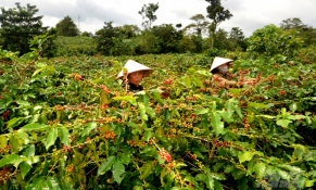 Hướng Hóa (Quảng Trị) tích cực tìm đầu ra cho cà phê Arabica đặc sản địa phương