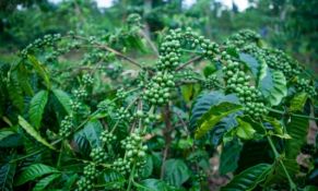 Nhằm đảm bảo nguồn cung lâu dài, Việt Nam tham gia hợp tác nhân giống cà phê robusta toàn cầu