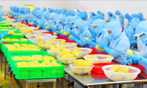 Chế biến, bảo quản rau quả: Những nút thắt cần được giải quyết