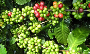 Điện Biên: Chuyển đổi cơ cấu cây trồng là chìa khóa tái cơ cấu nông nghiệp địa phương