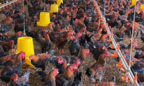 Thanh Hoá có 72 doanh nghiệp hoạt động chăn nuôi quy mô lớn