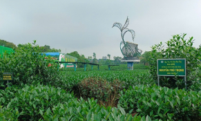 Bảo vệ và phát triển bền vững thương hiệu chè Thái Nguyên