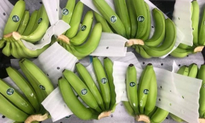 Ký Nghị định thư về xuất khẩu quả chuối tươi từ Việt Nam sang Trung Quốc 