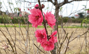 Bắc Ninh: Đào Đình Bảng tất bật vào vụ Tết