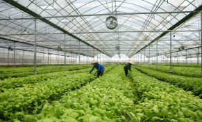 Thu hút đầu tư nông nghiệp công nghệ cao tại Tây Nguyên