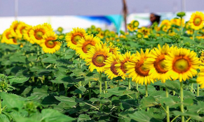 TP. HCM: Vườn Hoa Hướng Dương tại Van Phuc City đã trở lại phục vụ cho người dân 