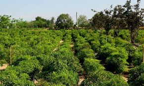 Ninh Thuận bảo tồn và phát triển nông nghiệp dược liệu