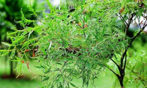 Ninh Thuận thúc đẩy phát triển sản phẩm OCOP mang đặc trưng của tỉnh