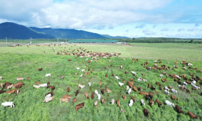 Sau 2 năm lỗ nặng lên đến 1.000 tỷ đồng, Thaco Agri có lãi trở lại