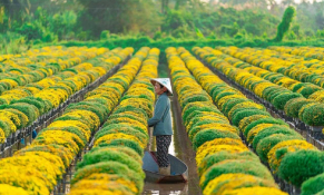 Kế hoạch thực hiện Quy hoạch tỉnh Đồng Tháp đến năm 2050