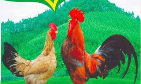 Bắc Giang: Nâng tầm thương hiệu gà đồi Yên Thế qua lễ hội xúc tiến thương mại