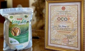 Phát triển toàn diện thương hiệu Gạo Séng Cù Mường Lò