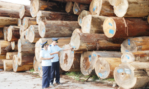 Hải quan hướng dẫn nhập khẩu gỗ, đảm bảo gỗ hợp pháp 