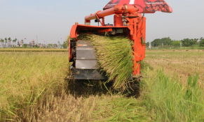 Nghĩa Hưng (Nam Định): Đẩy mạnh phát triển sản phẩm lúa gạo đạt OCOP