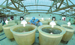 Tập trung phát triển giống thủy sản, sản phẩm xử lý môi trường nuôi trồng thủy sản năm 2024