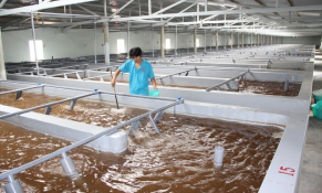 Kế hoạch phát triển sản xuất giống thuỷ sản giai đoạn 2021-2030