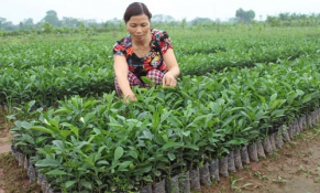 Khánh Hòa: Đào tạo nghề và quản lý nông nghiệp cho 3.237 lao động nông thôn