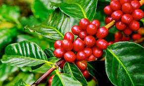 Thị trường cà phê Việt Nam trước làn sóng biến động toàn cầu